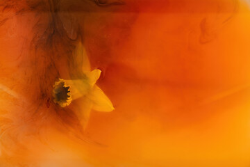 Single yellow daffodil submerged in an orange fluid