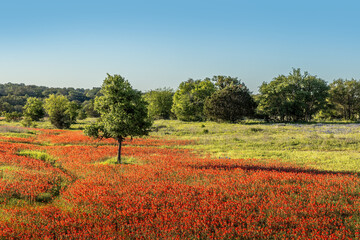 Beautiful spring landscape in Texas with a meadow full of Indian paintbrush wildflowers under a blue sky