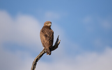 Brown Snake Eagle 