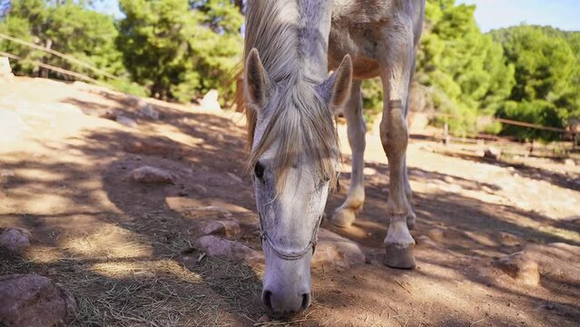 Close-up White horse in paddock, eating hay, pasture in forest mountain rock, rancho outside. Farm animal mare