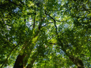 四季折々の美しさを見せるクスノキの森