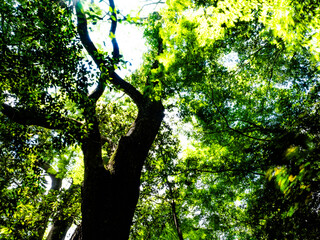 四季折々の美しさを見せるクスノキの森