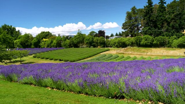 Picturesque purple lavender field in New Zealand, sunny summer day, pan left