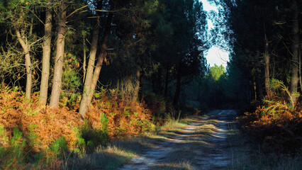Forêt des Landes de Gascogne, pendant le crépuscule