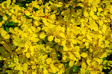 Yellow foliage of Barberry (Berberis thunbergii) Sunjoy Gold Pillar barbed hedge 