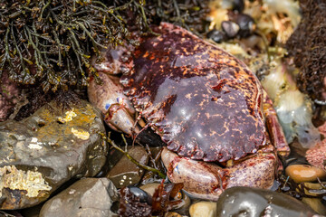Red Rock Crab (Cancer Productus) on the shore of the Pacific Ocean at low tide, Fitzgerald Marine Reserve