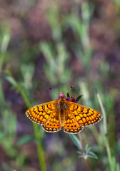 Beautiful Nazuğum butterfly on the plant - Euphydryas orientalis