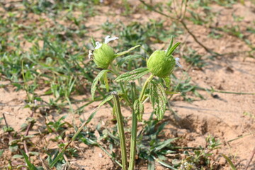 Leucas zeylanica or Ceylon slitwort plant. It is a small, terrestrial, herbaceous, annual, erect or sometimes tufted, hispid and aromatic plant of the subfamily Lamioideae of family Lamiaceae.