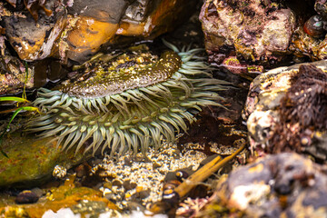 Starburst anemone (Sunburst anemone) in the Pacific Ocean. Close-up of Sea ​​Anemone under the...