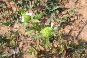 Leucas zeylanica or Ceylon slitwort plant. It is a small, terrestrial, herbaceous, annual, erect or sometimes tufted, hispid and aromatic plant of the subfamily Lamioideae of family Lamiaceae.