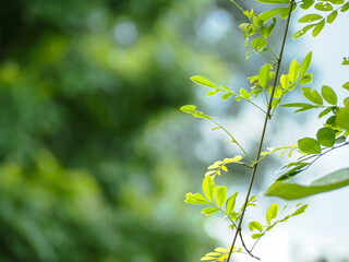 The leaves in the garden are refreshing for the rainy season background.