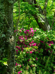 桜の木とツツジの風景