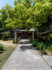 大楠に覆われた川辺神社の風景