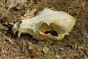 one anatomical old white color with front teeth skull head of a domestic dead dog lying on the...