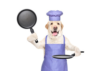 Portrait of a Labrador in a kitchen hat and apron with two frying pans in his hands isolated on a white background