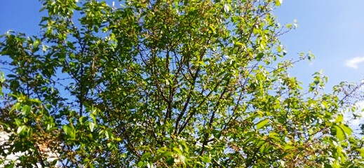 leaves and sky