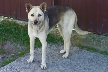 one large gray with raised ears smart friendly with a black nose and back stray dog ​​stands on the ground on the street during the day near a brown iron fence and looks