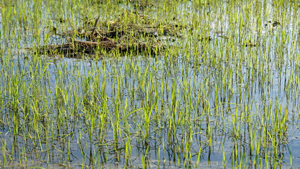 scenic view over rice field in cambodia