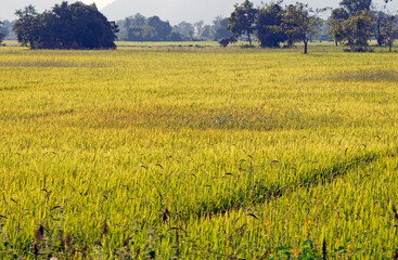 scenic view over rice field in cambodia