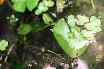  Lemna minor use Eating snails will not cause digestive diseases. Controlling and raising water...