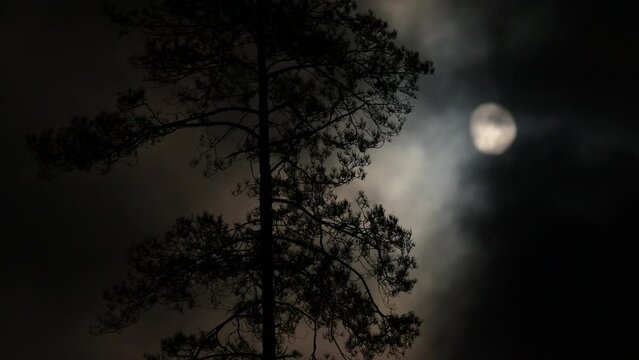 Moon illuminating pine tree, strong wind swinging the tree. Night video of pine tree in the night lit by full moon light