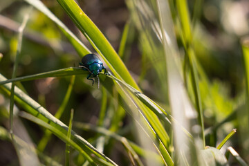 vista macro di un piccolo scarabeo color blu e azzurro che si sposta tra i fili d'erba, di giorno,...