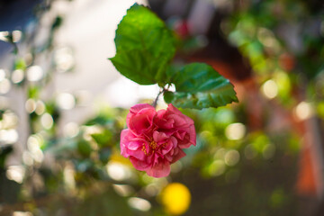 known colloquially as Chinese hibiscus, Malvaceae, is a species of tropical hibiscus, a flowering plant in the Hibisceae tribe of the family Malvaceae.