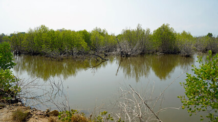 natural coconut beach near kampot
