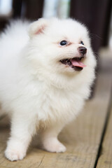 2 months old white fluffy Pomeranian puppy face looking down closeup, Mahe Seychelles 