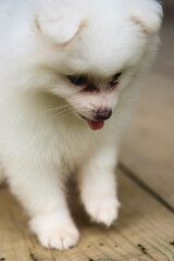 2 months old white fluffy Pomeranian puppy face looking down closeup, Mahe Seychelles 