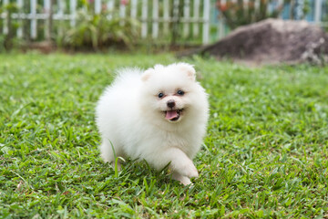 2 months old white fluffy Pomeranian puppy playing in green grass in the garden, Mahe Seychelles