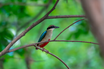 Fairy Pitta (Pitta Nympha) during migrating season
