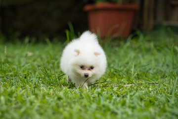 2 months old white fluffy Pomeranian puppy playing in green grass in the garden, Mahe Seychelles