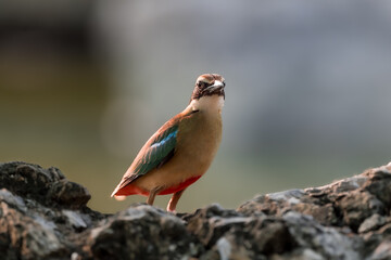 Fairy Pitta (Pitta Nympha) during migrating season