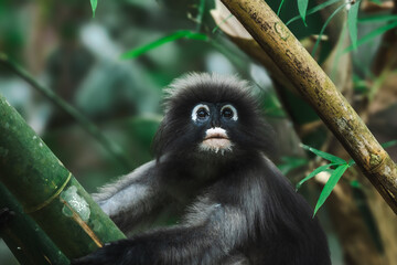 Dusky Langur, Spectacled Langur Southern langur The body color is gray, hands, feet black, face dark gray or gray black. The area around the eyes is white. similar to wearing glasses. Phetchaburi.