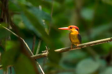 Oriental Dwarf Kingfisher  The mouth is red. The head, rump, and tail are purplish pink. yellow-orange face There are dark blue and white stripes, dark blue on the back. The body is yellowish-orange.
