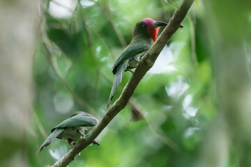 red-bearded bee-eater The bill is long and beaked, black. The tail has golden fur with a black tip. Both males and females have green feathers from the crown to the tip of their tails.