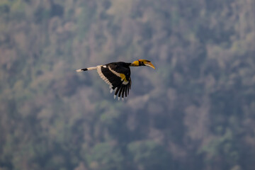 The bill and large hump are yellow. The face is black. The throat is white or yellowish-white. The body is black. The wings are black with a wide yellow stripe running down the middle of the wings.