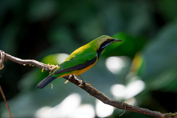 Orange-bellied Leafbird The head, upper body, neck, chest, wings and tail are green, the lower chest, belly and underside are yellow-orange.