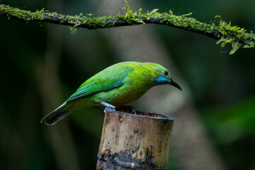 Orange-bellied Leafbird The head, upper body, neck, chest, wings and tail are green, the lower chest, belly and underside are yellow-orange.