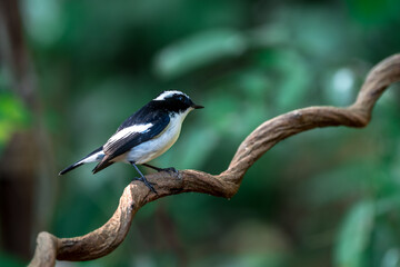 Little Pied Flycatcher The head, upper body, and tail are black. The eyebrows are long. The wing...