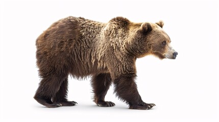 Obraz premium Lone bear on blank backdrop.
