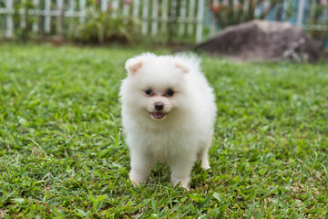 2 months old white fluffy Pomeranian puppy playing in green grass in the garden, Mahe Seychelles