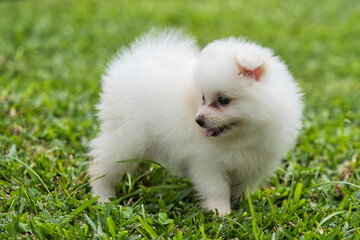 2 months old white fluffy Pomeranian puppy playing in green grass in the garden, Mahe Seychelles