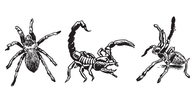 Graphical set with  spiders tarantula and scorpion  on white background, black and white illustration, tattoo designs