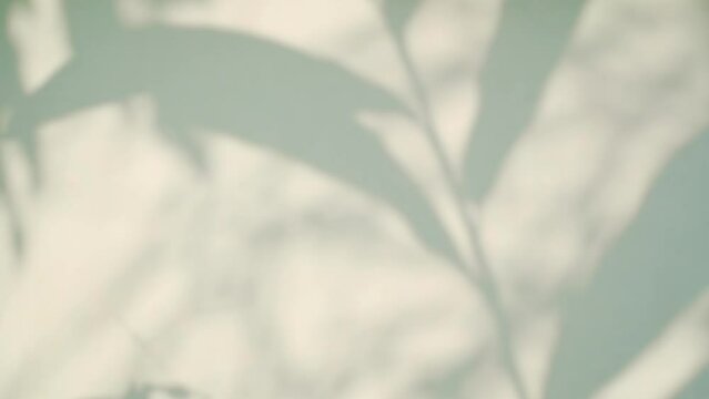 Shadow Background Wall Light White Beige Overlay Abstract Plant 4k Backdrop Mockup Minimal Summer Wallpaper, Blur Nature Spring Autumn Orange Video Vintage Light Branching floral,Card Holidays.