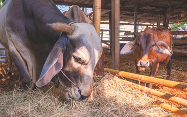 Father and mother American brahman cattle with a calf eating hay inside cow pen in a barn