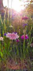 Field of cornflowers in blue, purple, pink, burgundy, and white blooms - obrazy, fototapety, plakaty