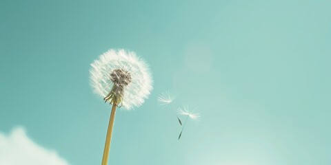 A single dandelion with its delicate seeds being carried by the breeze against a clear blue sky