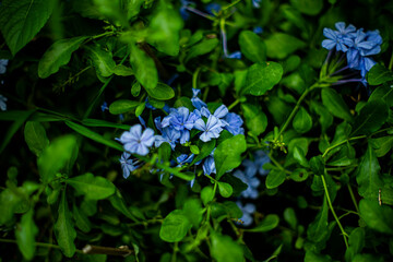 Leadworts dye could be made from the plant. The Latin name Leadworts is from the horn-like appearance of the stigma. Leadworts More often than not, Leadworts is identified simply